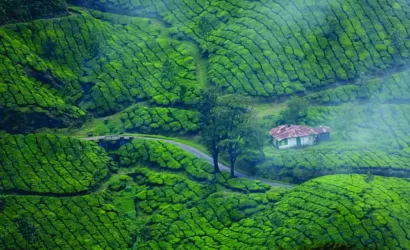 Family Holiday to Cochin – Munnar – Alleppey Tour Packages - Viz Travels