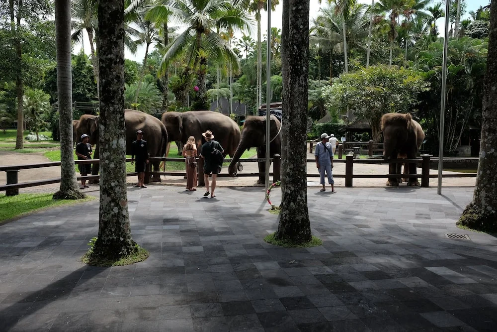 Experience Wildlife at Bali Zoo Bali - Viz Travels