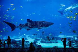 Underwater Beauty at Aquaria KLCC in malaysia - Viz Travels