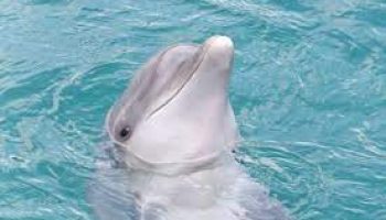 Book Dolphin Sightseeing in Goa - Viz Travels
