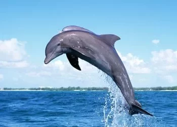 Book Swim With Dolphins-Dolphin Bay Dubai, Dubai Tour Packages - Viz Travels
