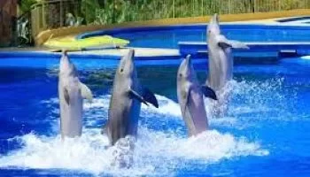 Dolphin Show Dubai In Dubai - Viz Travels