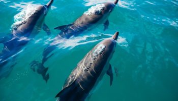 Dolphin Watching Tour in the Maldives - Viz Travels