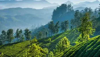 Tea Farm Walking Tour in Munnar, Kerala Tour Packages - Viz Travels
