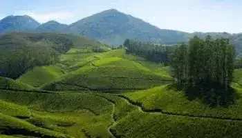 Tea Farm Walking Tour in Munnar, kerala tour packages - Viz Travels (2)